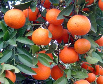 Kinnow oranges on the tree