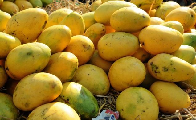 Ripe yellow mangoes